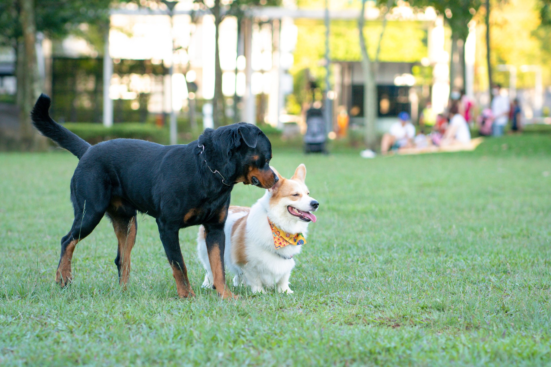 Rottweiler and Corgi dog in the park. Dog socializing concept.