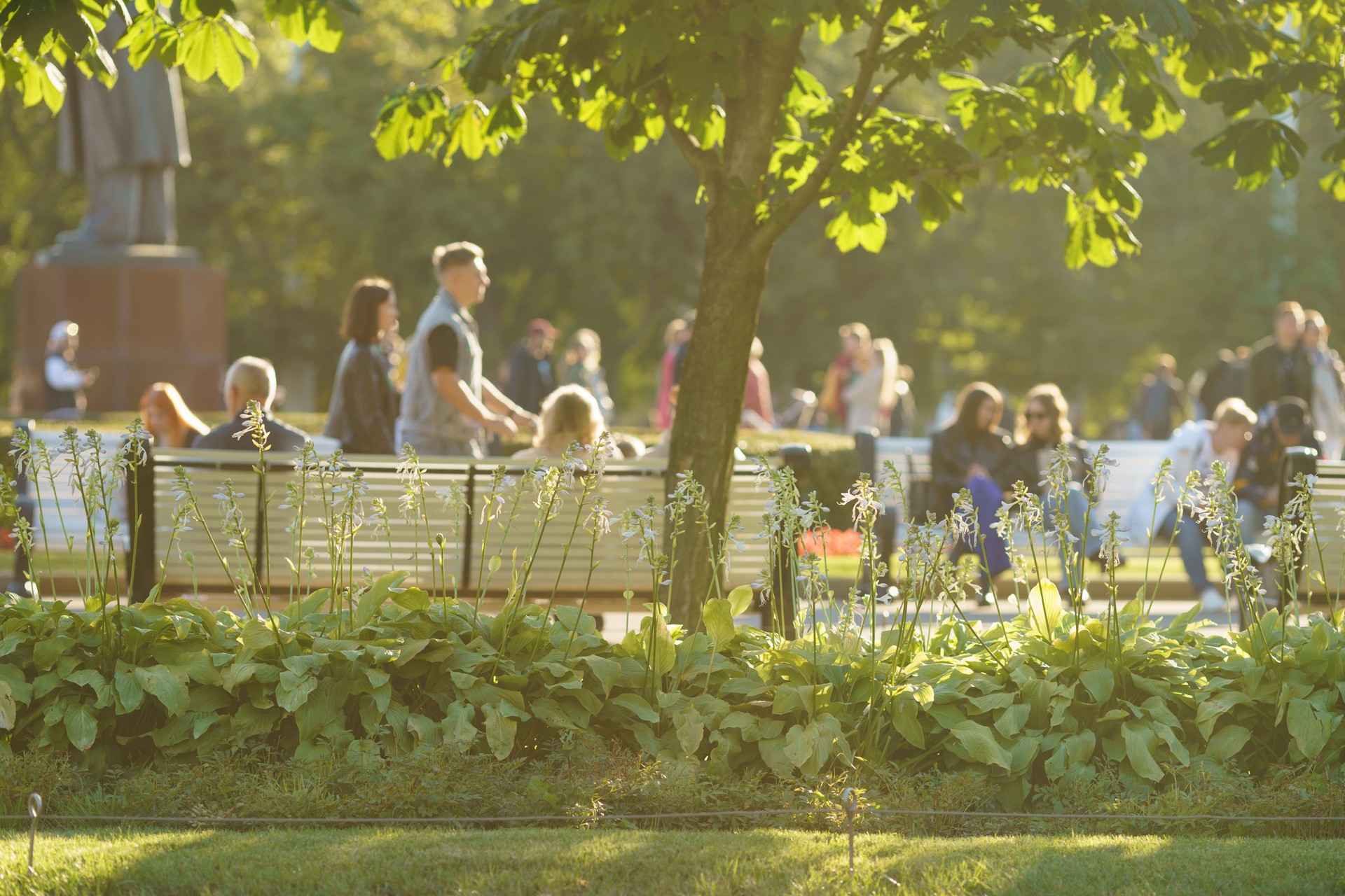 Green alley in the Moscow public park.